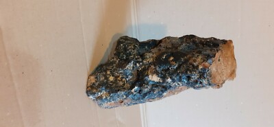 bois fossile silicifié de nouvelle calédonie 