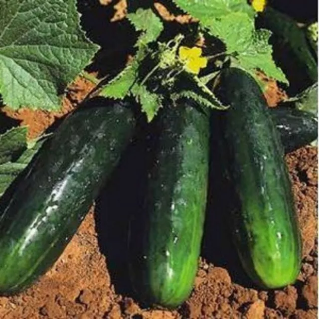 Cucumber Spacemaster Bush * 35 Seeds * Organic Easy Growing * Compact For Contai