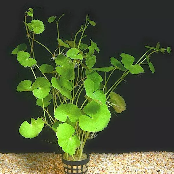 Hydrocotyle leucocephala plante aquarium alevins herbivores bassin