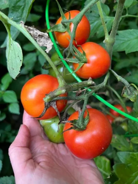 Tomato -- SIBERIAN -- Russian -- cold hardy, organic -- 20 seeds