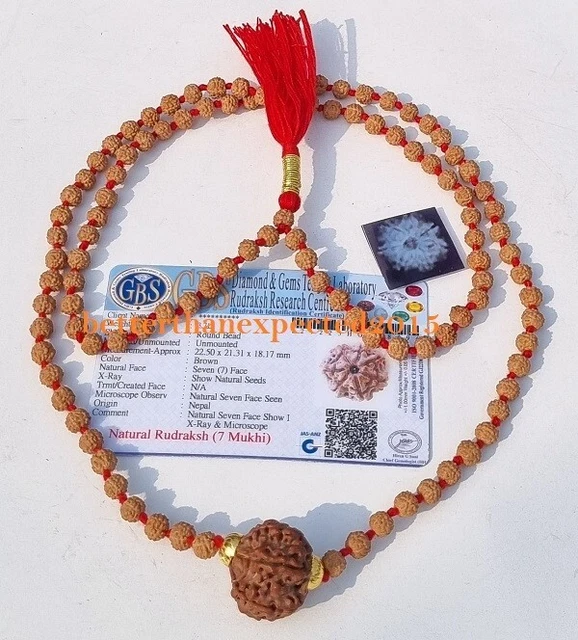 Certified 7 Mukhi Rudraksha Bead From Nepal (15-18mm) - For Wealth & Prosperity - View #2