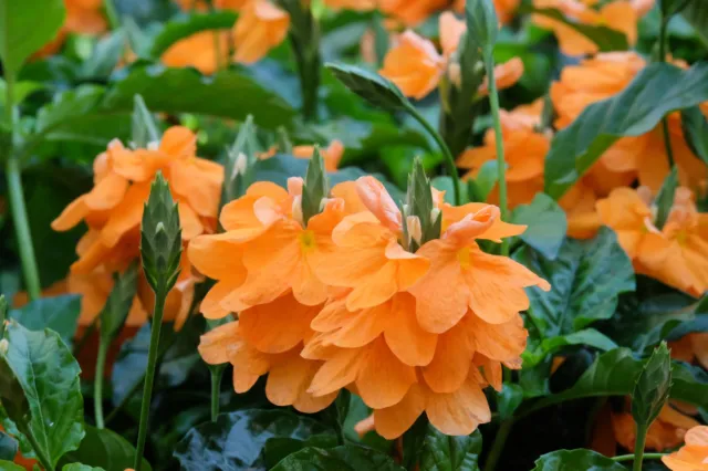 10 ORANGE MARMALADE CROSSANDRA Infundibuliformis Firecracker Flower House Seeds