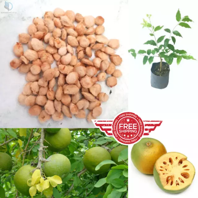 Ceylon Fruit BAEL TREE SEEDS 10+ Aegle Marmelos 100% Organic Golden Golden Plant