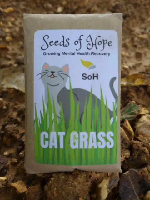 500 Organic Cat Grass Seeds