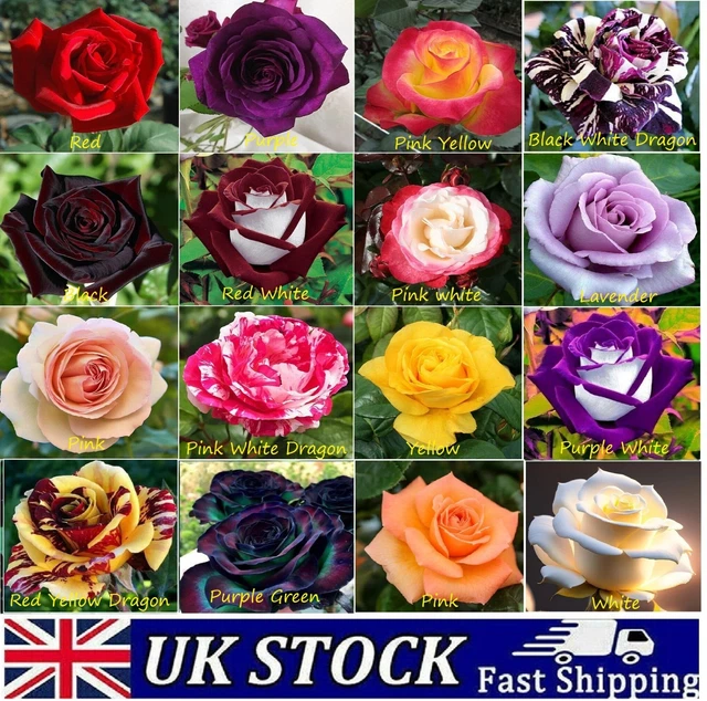 ROSE SEEDS MULTI Colored Rare Rose Flower Seeds Home Garden Plant, UK 4.50  - PicClick UK