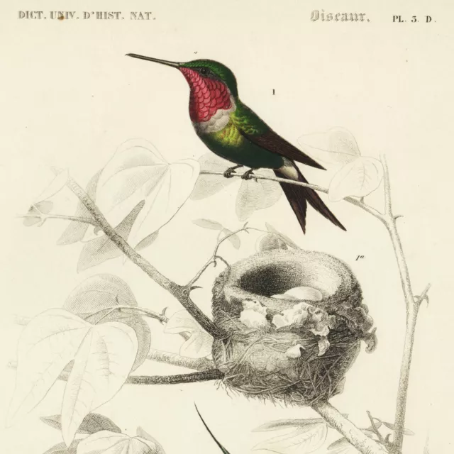 SCARCE Original D'Orbigny Hand-Colored Hummingbird Engraving: OISEAUX PL. 3.D.