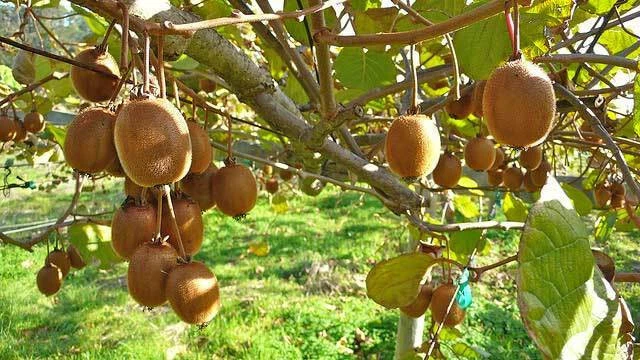 KIWI &amp;JENNY&amp;, SELBSTBEFRUCHTEND, robust, winterhart, lecker, Pflanze ...