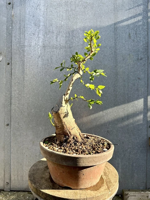 terre pour bonsai Acheter de terreau bonsa ? Command avant 16h30, Livraison rapide   Sybotanica