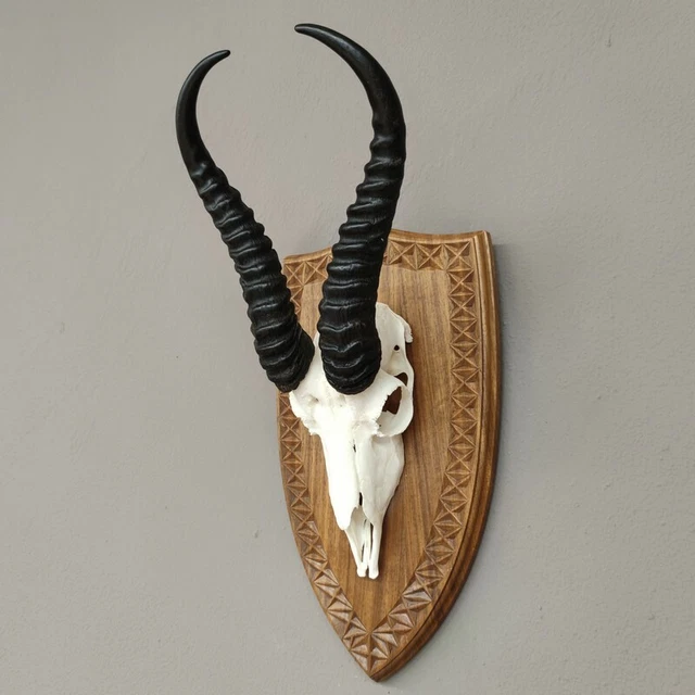 Gacela Antílope Trofeo de Calavera En Escudo de Trofeo Hl 31 CM Decoración