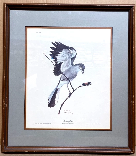 Vintage 1963 Ray Harm Mockingbird Lithograph Print Wildlife Art Framed 21"x23.5" Vintage 1963 Ray Harm Mockingbird Lithograph Print Wildlife Art Framed 21"x23.5"
