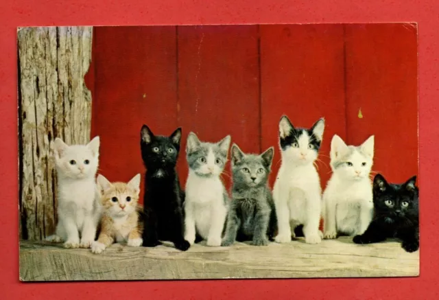 KITTENS of many COLOURS postcard 1967 Mabelthorpe & Sutton on Sea UK pet animal