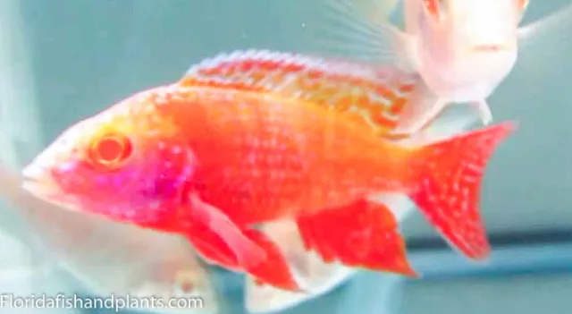 Albino Strawberry Peacock, Aulonocara sp. "Strawberry" (Albino) Guaranteed