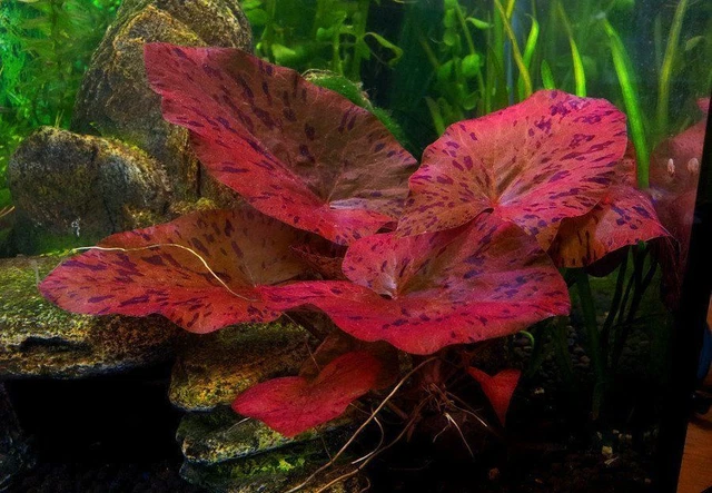 RED NYMPHAEA RUBRA water lily BULB live aquarium plant shrimp safe 5.99 PicClick UK