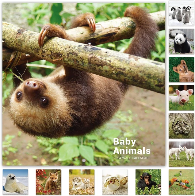 CALENDAR 2024 Baby Animals Wall Calendar 2024 from January 2024