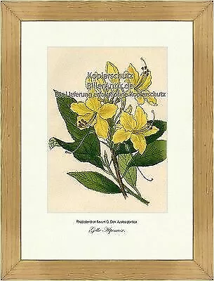 Gelbe Alpenrose Rhododendron flavum Heidekrautgewächse Vilmorin A4 361