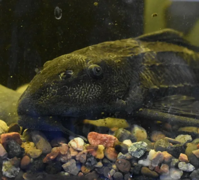 Live Common Plecostomus (2-3" Tropical Freshwater Aquarium Fish) *PLS READ DESCR 4