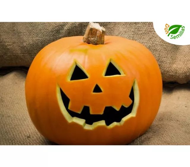 Calabaza Jack O'Lantern ( 15 semillas ) seeds -  Halloween