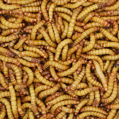 10000 Giant Mealworms Live - Reptile Food