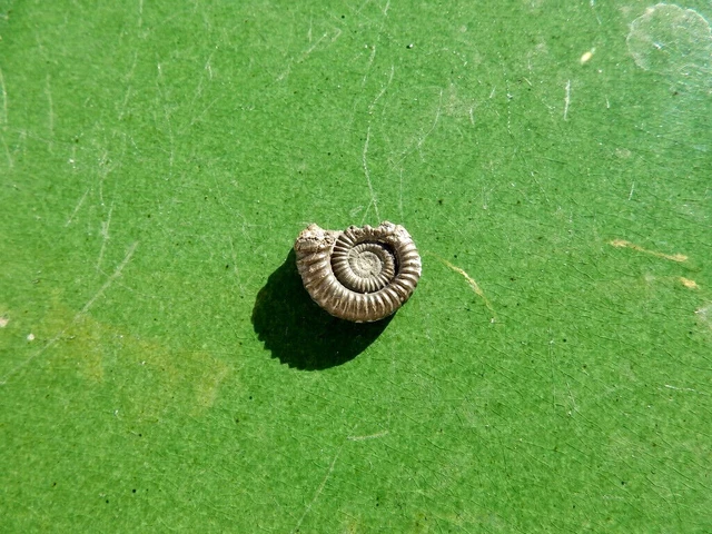 Fosiles Ammonite " Bonito Promicroceras  Pirit. Charmouth (Inglaterra) - 12B22 "