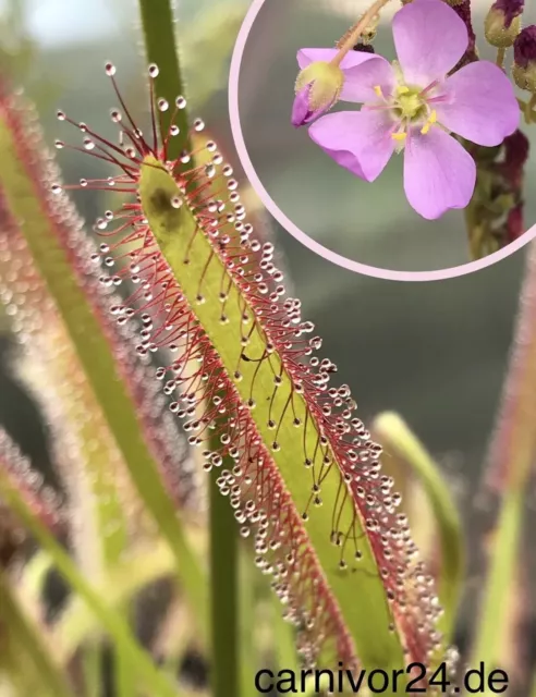 100 Samen Drosera capensis, Sonnentau, Fleischfressende Pflanzen, Karnivoren