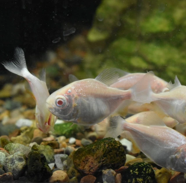 Live Albino Pacu (2.5" Juvenile Freshwater Aquarium Fish) PLS READ DESCR 9