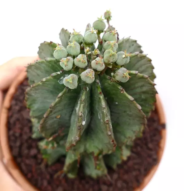 Euphorbia horrida OLD SPECIMEN EX private collection 15/92 3