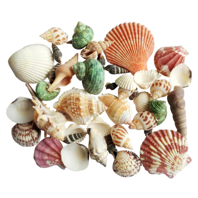 Aquarium Beach Sea Shells For Decorating Fish Tank Photography Prop DIY Crafts