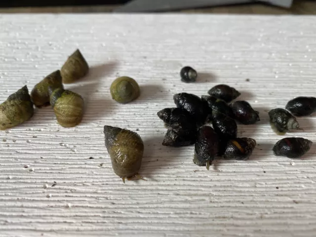 5 Nassarius and 5 periwinkle Saltwater Snails Fish Tank Aquarium Filter Sump