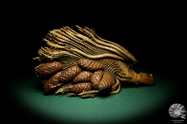 Raphia farinifera tropical centroáfrica palmera reciente frutos secos especie