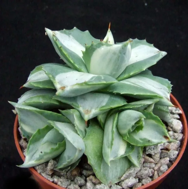 Agave Isthmensis 'Ohi Raijin' Variegated 8.5cm 3-head cluster succulent / cactus