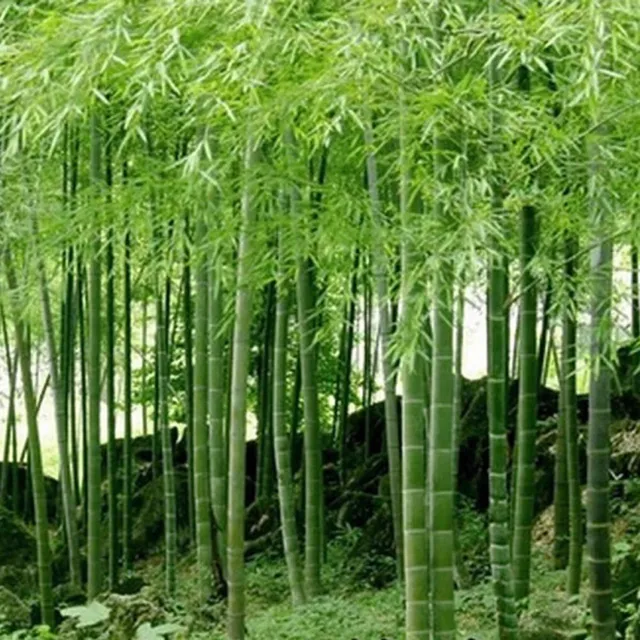 100 Moso Bamboo Seeds. Phyllostachys Edulis Pubescens Giant Hardy Bamboo