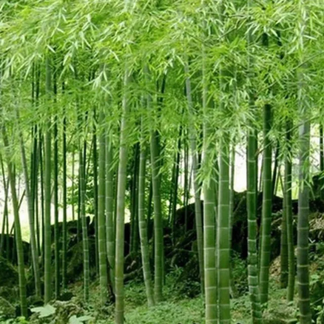 100 x Moso Bamboo Seeds. Phyllostachys Edulis Pubescens Giant Hardy Bamboo