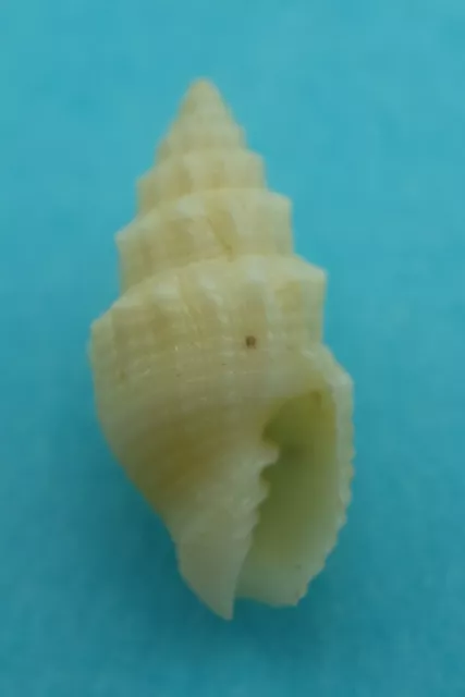 Seashell Ribbed Miters Vexillum cadaverosum