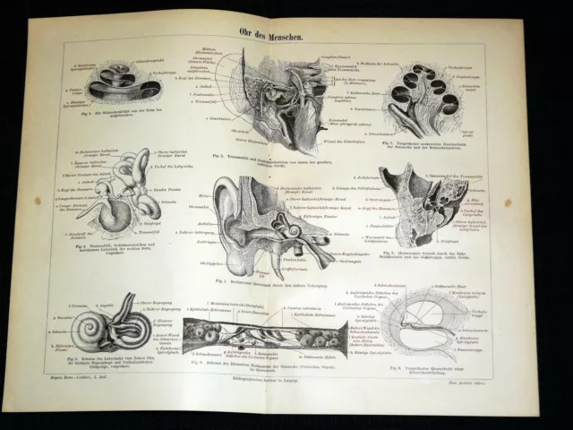 OHR des MENSCHEN Medizin HNO Trommelfell- Lithographie von 1896 – 125 Jahre ORIG