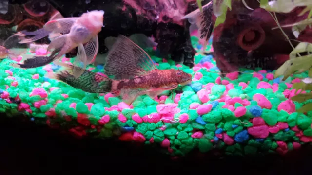 1 Pair (Young Male and Female) Super Red Calico Longfin Bristlenose Pleco :)