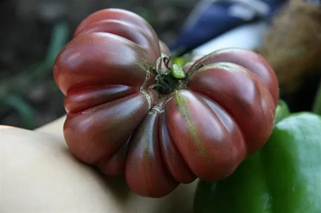 TOMATO PURPLE CALABASH (60 SEEDS) HEIRLOOM Beefsteak variety!