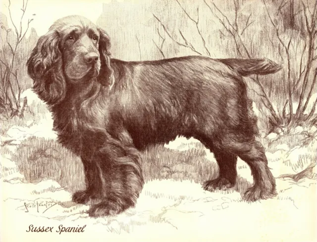 1930s Antique Sussex Spaniel Dog Art Print Nina Scott Langley Illustration 4430n