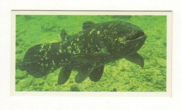 Brooke Bond #28 - The Coelacanth, a living fossil