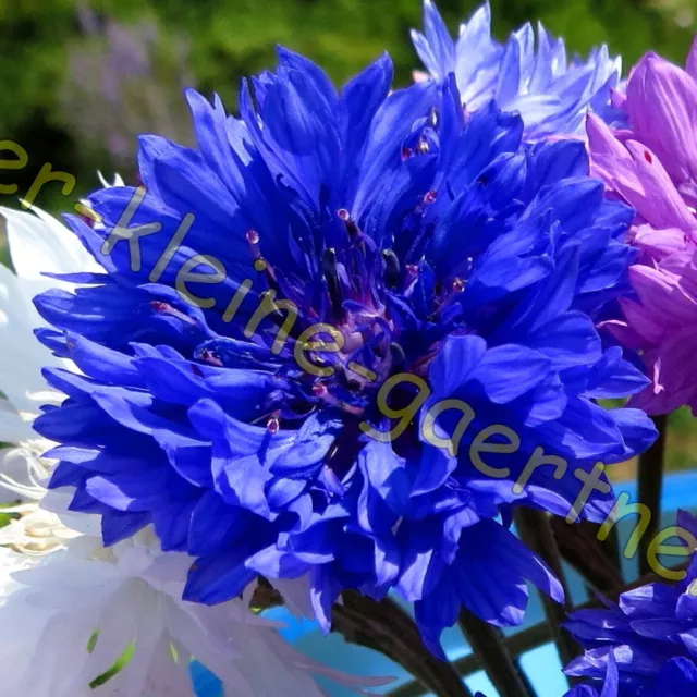 1000 Samen Kornblumen Blaue Kornblume Blau Gefüllte Blüten Bauerngarten