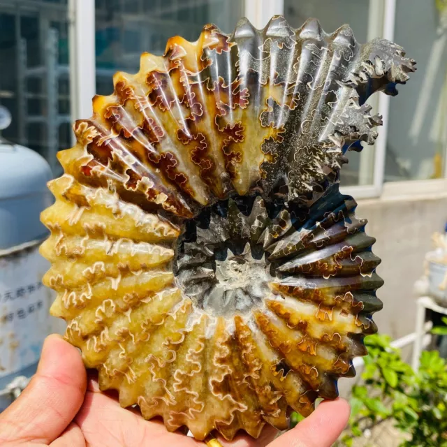 2.7lb Amazing Custom Hand Carved Whole Ammonite Cleoniceras Display Madagascar 2