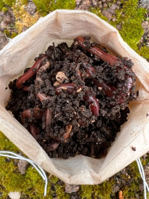 Composting Worms- Vers de compostage - Kompostwürmer - Gusanos de compostaje 2