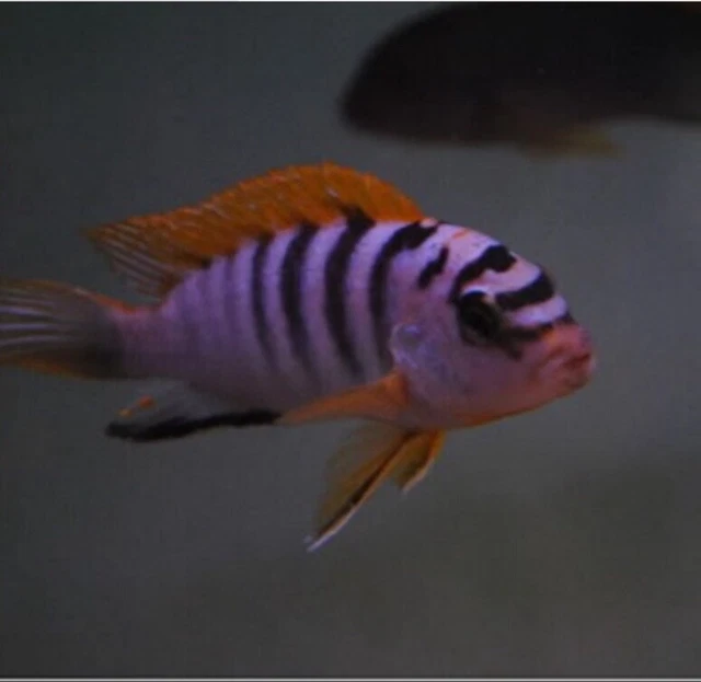 Live Fish (3) Labidichromis Swedish Hongi African Cichlid Mbuna