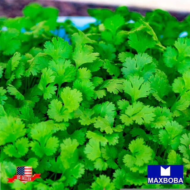Cilantro Seeds - Slow Bolt Non-GMO / Heirloom / Herb Garden Fresh