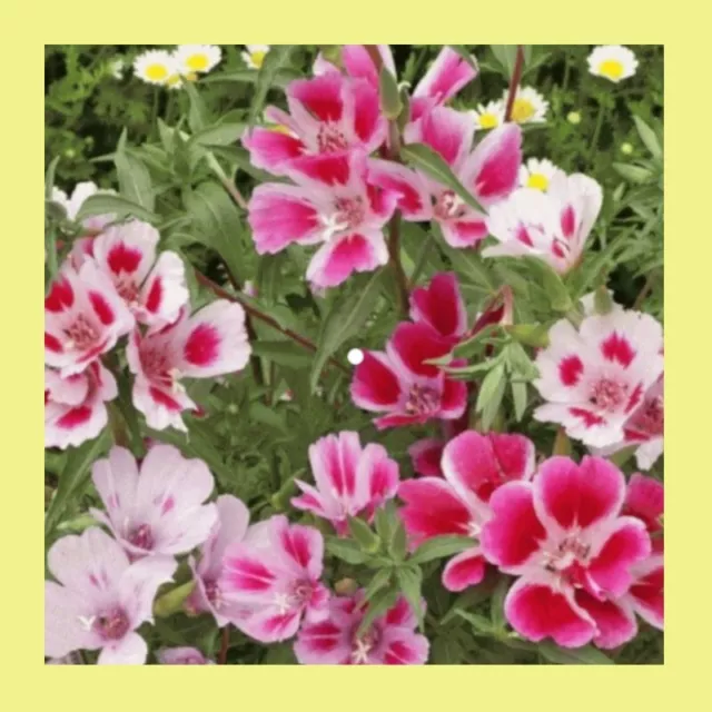 Heritage Seeds 500+ FLOWERS GODETIA PINK MIX