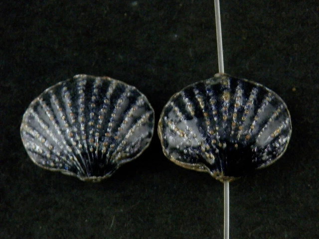 Pair Fine Chinese Brass Inlay Cloisonne *Shell* 2Faces Pendants PP119