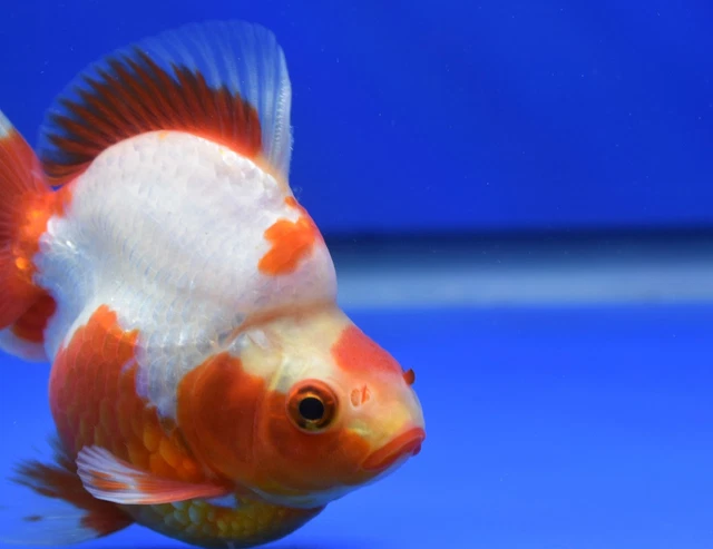 Live Fancy Goldfish Red White Ryukin 3 - 3.5 inches (1115_01_RY01)