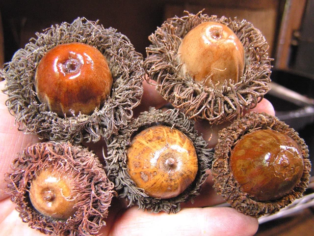 4 bellotas gigantes de rebaba para artesanías, coronas, rellenos de tazones, etc., conjunto 527