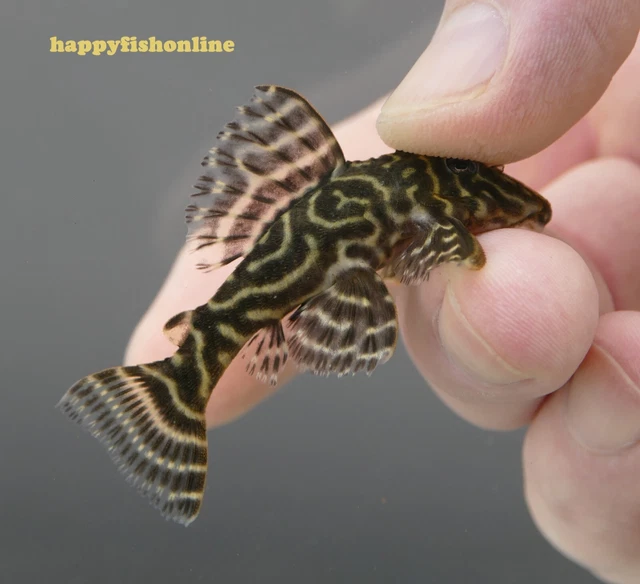 Fantastic Breeding Pair Of L340 Mega Clown Plecos! Nice Young Adults! Wc 4-6 Cm