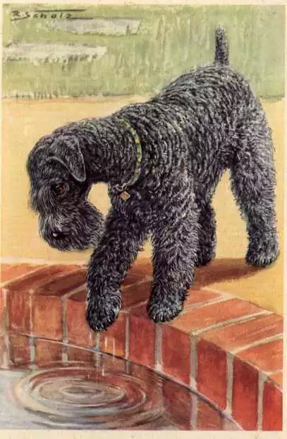 Kerry Blue Terrier - CUSTOM MATTED - Dog Art Print - German  NEW U