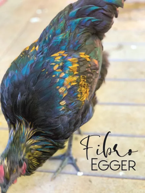 10 FIBRO Egger with possible pure Ayam Cemani